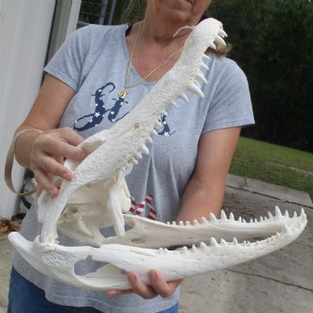 B-Grade 18" Florida Alligator Skull - $170