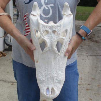 B-Grade 18" Florida Alligator Skull - $170