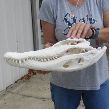 B-Grade 18" Florida Alligator Skull - $170