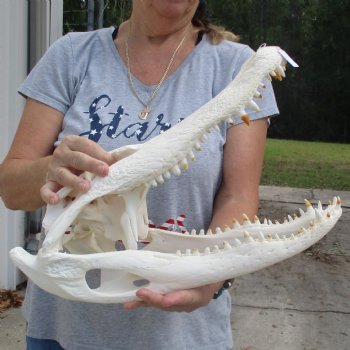 Slight B-Grade 17" Florida Alligator Skull - $150