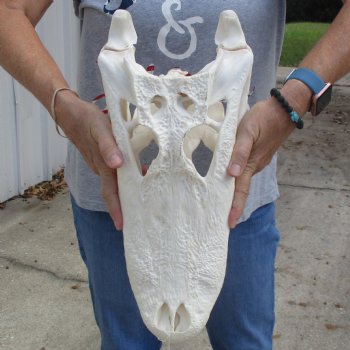 Slight B-Grade 17" Florida Alligator Skull - $150