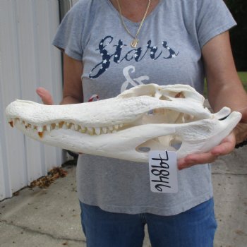 Slight B-Grade 17" Florida Alligator Skull - $150