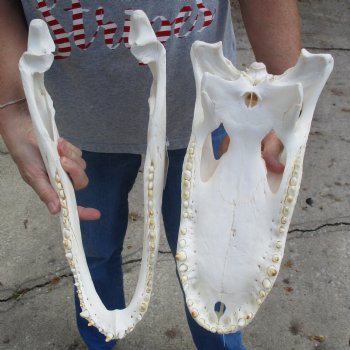 Slight B-Grade 17" Florida Alligator Skull - $150