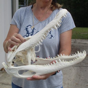 B-Grade 17-1/2" Florida Alligator Skull - $150