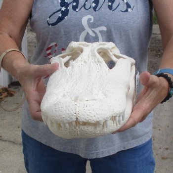 B-Grade 17-1/2" Florida Alligator Skull - $150