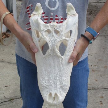 B-Grade 17-1/2" Florida Alligator Skull - $150