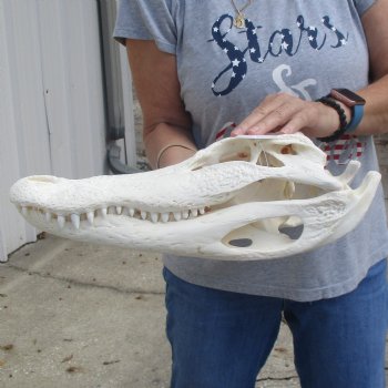 B-Grade 17-1/2" Florida Alligator Skull - $150