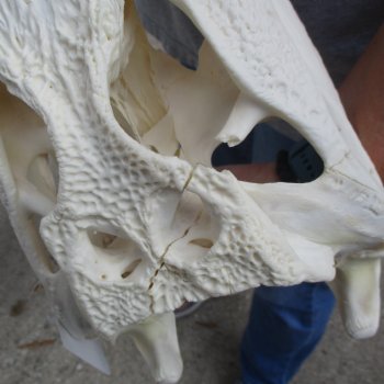 B-Grade 17-1/2" Florida Alligator Skull - $150