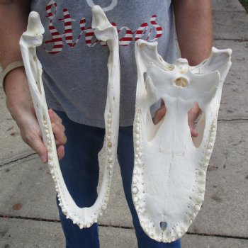 B-Grade 17-1/2" Florida Alligator Skull - $150