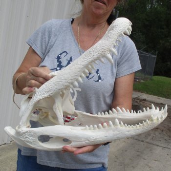 A-Grade 20" Florida Alligator Skull - $265