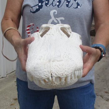 A-Grade 20" Florida Alligator Skull - $265