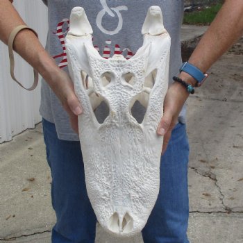 A-Grade 20" Florida Alligator Skull - $265