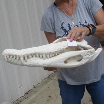 A-Grade 20" Florida Alligator Skull - $265