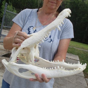 B-Grade 17" Florida Alligator Skull - $150