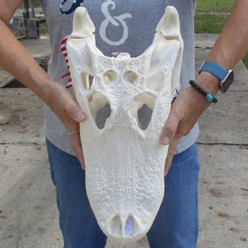 B-Grade 17" Florida Alligator Skull - $150