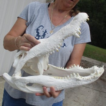 B-Grade 18" Florida Alligator Skull - $180