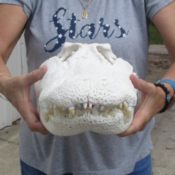 B-Grade 18" Florida Alligator Skull - $180