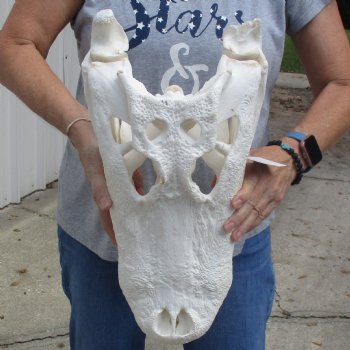 B-Grade 18" Florida Alligator Skull - $180