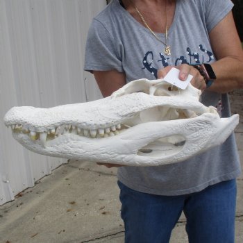 B-Grade 18" Florida Alligator Skull - $180