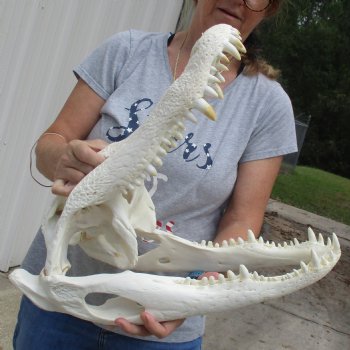 20" Florida Alligator Skull - $260