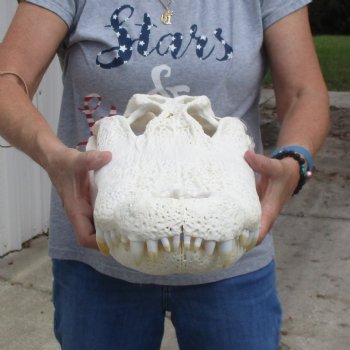 20" Florida Alligator Skull - $260