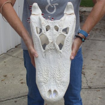 20" Florida Alligator Skull - $260