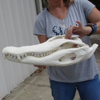 20" Florida Alligator Skull - $260