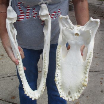 20" Florida Alligator Skull - $260