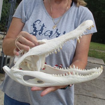 Slight B-Grade 15" Florida Alligator Skull - $120