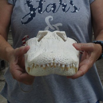 Slight B-Grade 15" Florida Alligator Skull - $120