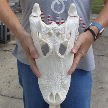 Slight B-Grade 15" Florida Alligator Skull - $120