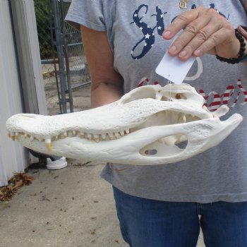 Slight B-Grade 15" Florida Alligator Skull - $120