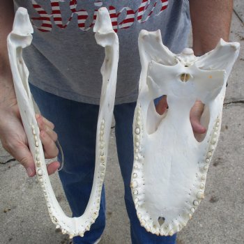 Slight B-Grade 15" Florida Alligator Skull - $120