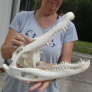 15-1/2" Florida Alligator Skull - $125