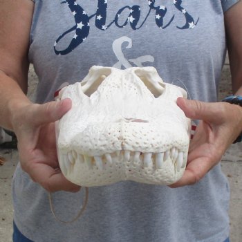 15-1/2" Florida Alligator Skull - $125