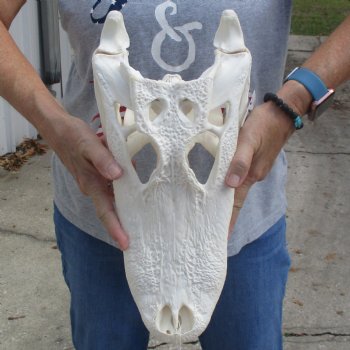 15-1/2" Florida Alligator Skull - $125