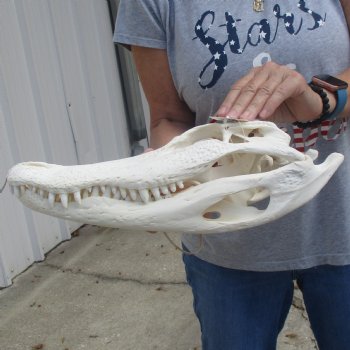 15-1/2" Florida Alligator Skull - $125