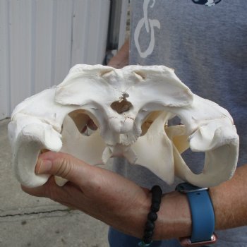 15-1/2" Florida Alligator Skull - $125