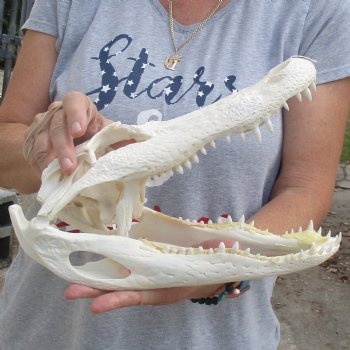 B-Grade 13" Florida Alligator Skull - $90