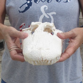 B-Grade 13" Florida Alligator Skull - $90