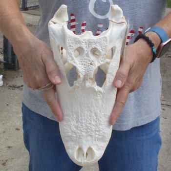 B-Grade 13" Florida Alligator Skull - $90