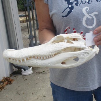 B-Grade 13" Florida Alligator Skull - $90