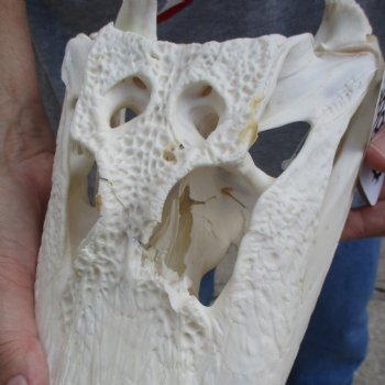 B-Grade 13" Florida Alligator Skull - $90