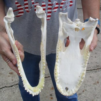 B-Grade 13" Florida Alligator Skull - $90