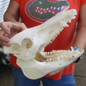 11-1/2" Wild Boar Skull - $30