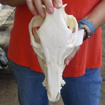 11-1/2" Wild Boar Skull - $30