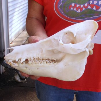 11-1/2" Wild Boar Skull - $30