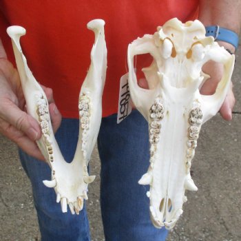 11-1/2" Wild Boar Skull - $30