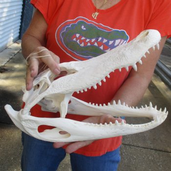 14-1/2" Florida Alligator Skull - $110