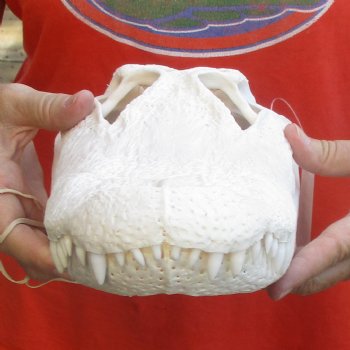 14-1/2" Florida Alligator Skull - $110